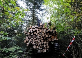 De l'usage de la forêt et des bois
