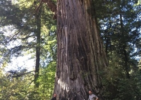 Big tree, séquoia géant de Californie