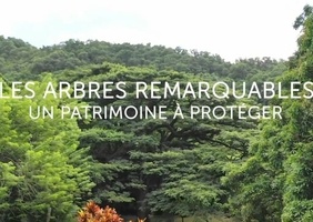 Arbres remarquables