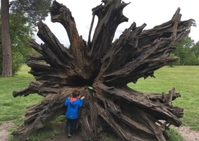 Juste une souche d'arbre...