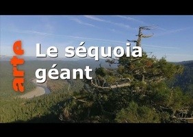 Julia Hill et le séquoia Luna