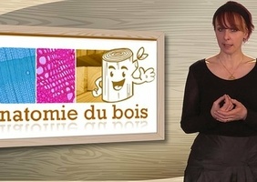 Anatomie du Bois MOOC 2022