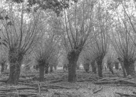 Technique forestière durable !