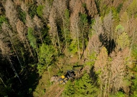 Des forêts en vie - France Culture