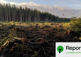 Reporterre - Biokérosène, pellets : ces mégaprojets qui dévorent la forêt