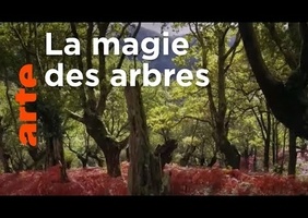 Trognes, les arbres aux mille visages | ARTE