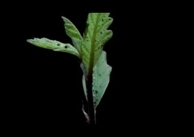 Croissance d'un chêne