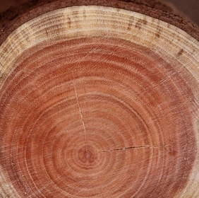 Pistachier lentisque