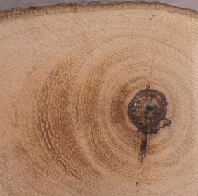 Arbre aux orchidées