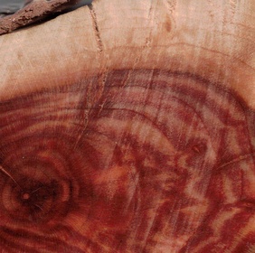 Exochorde en grappes