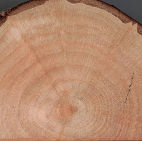 Saule à feuille d'olivier