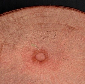 Raisinier Bord de Mer