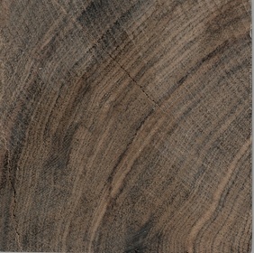 Terminalier tomenteux