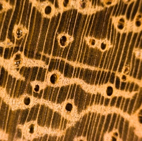 Iroko