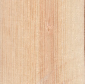 Filaire à large feuille