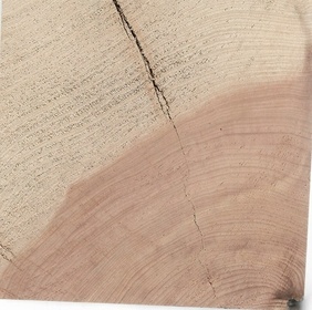 Genevrier de Phénicie