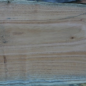 Margousier à feuilles de frêne