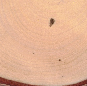 Viorne à feuilles ridées