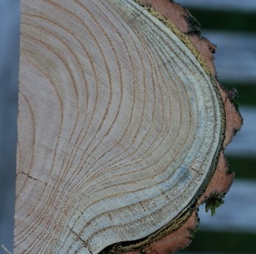 Margousier à feuilles de frêne