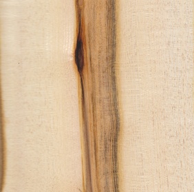 Pistachier térébinthe