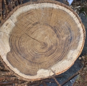 Cytise faux ébénier