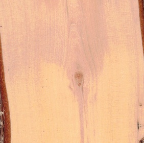 Viorne à feuilles ridées