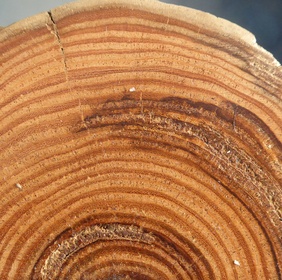 Xanthoceras sorbifolia