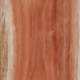 Pistachier lentisque