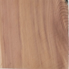 Genevrier de Phénicie