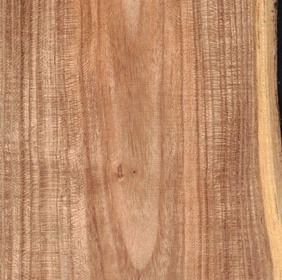 Sophora