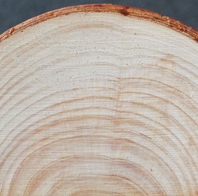 Cyprès bleu d'Arizona