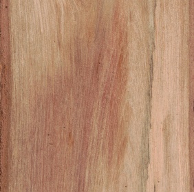 Chassalie fausse-gaertnérie