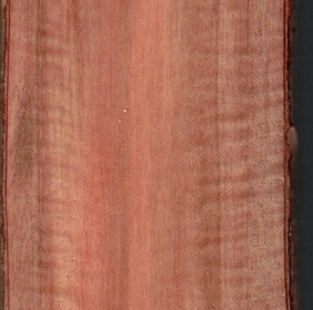 Raisinier Bord de Mer