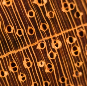 Jatoba