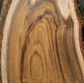 Cytise faux ébénier