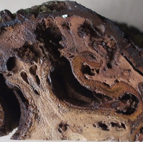 Fougère arborescente Fanjan