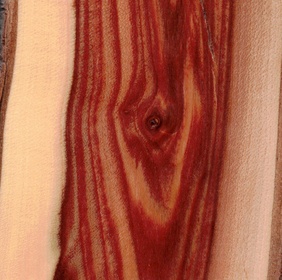 Exochorde en grappes