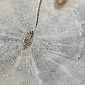 Euphorbia enterophora