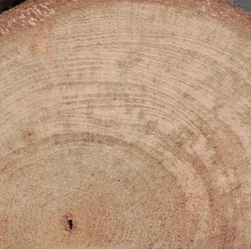 Chassalie fausse-gaertnérie