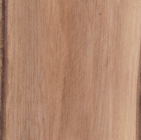 Arbre aux orchidées