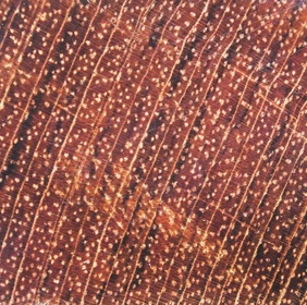 Jatoba