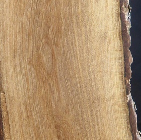 Petit tamarin des hauts