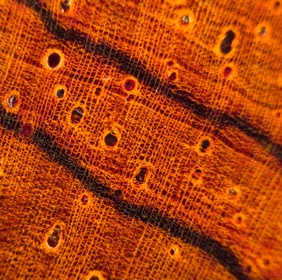 Cocobolo