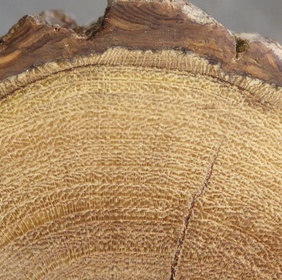 Petit tamarin des hauts