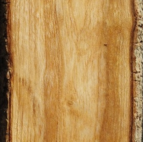 Clérodendron arbre du clergé sur L'Air du Bois