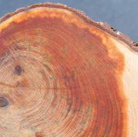 Genévrier oxycèdre