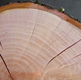 Prunus Myrobolan