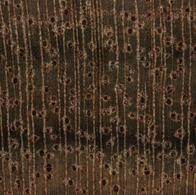 Bois de rose des Caraïbes