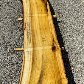 Tulipier de Virginie