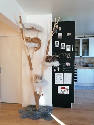 Arbre à chat en noisettier